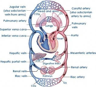  Mammalian Blood Circulation 