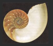 Nautilus